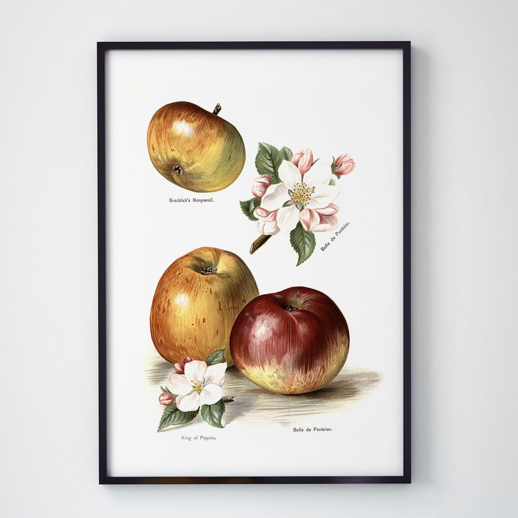 Постер Овочі та Фрукти VF1006