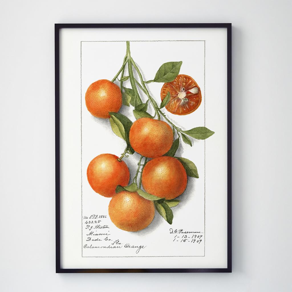 Постер Овочі та Фрукти VF1008