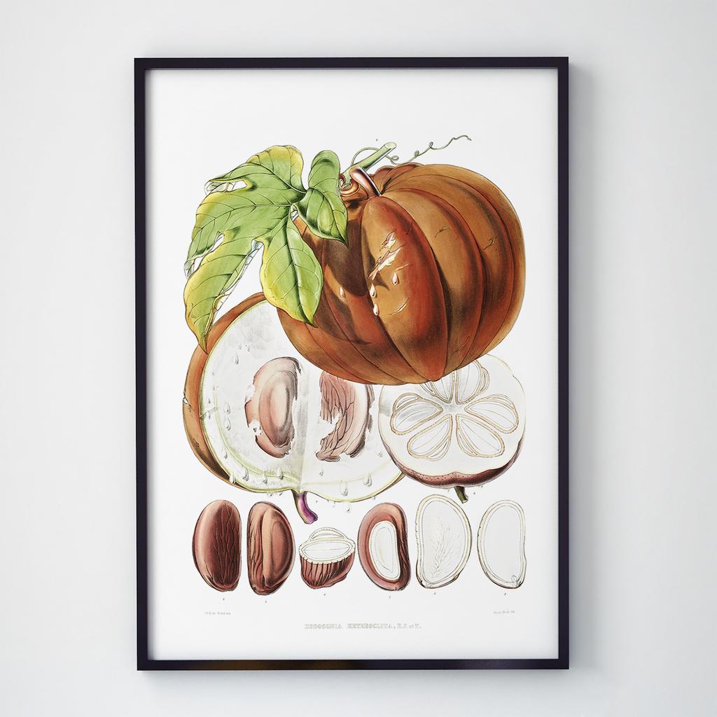 Постер Овочі та Фрукти VF1009