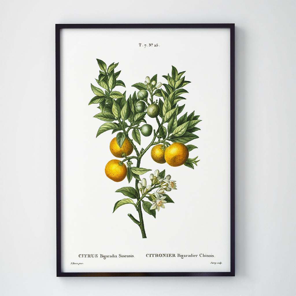 Постер Овочі та Фрукти VF1010