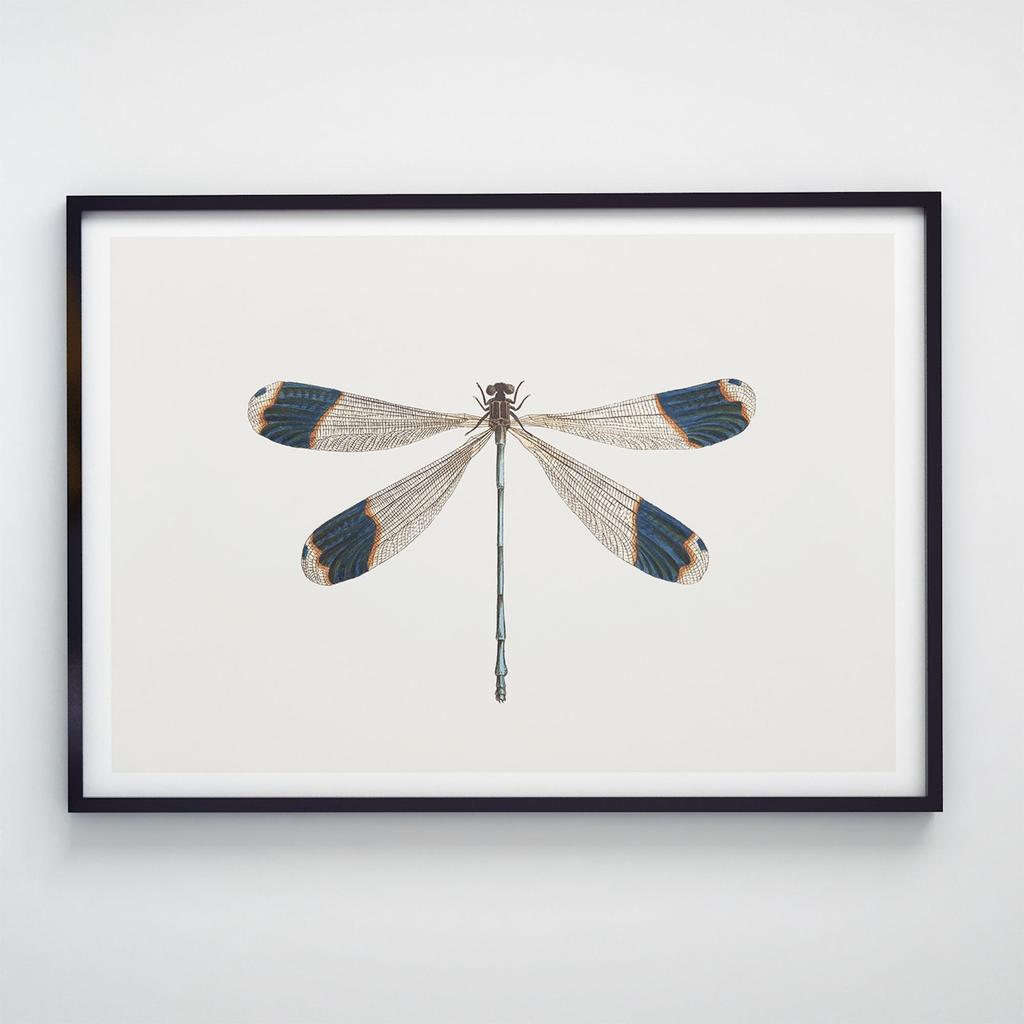 Постер Метелики та Комахи BB1001