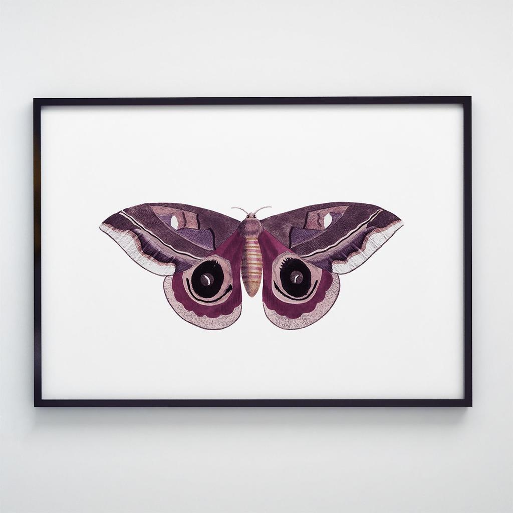 Постер Метелики та Комахи BB1002