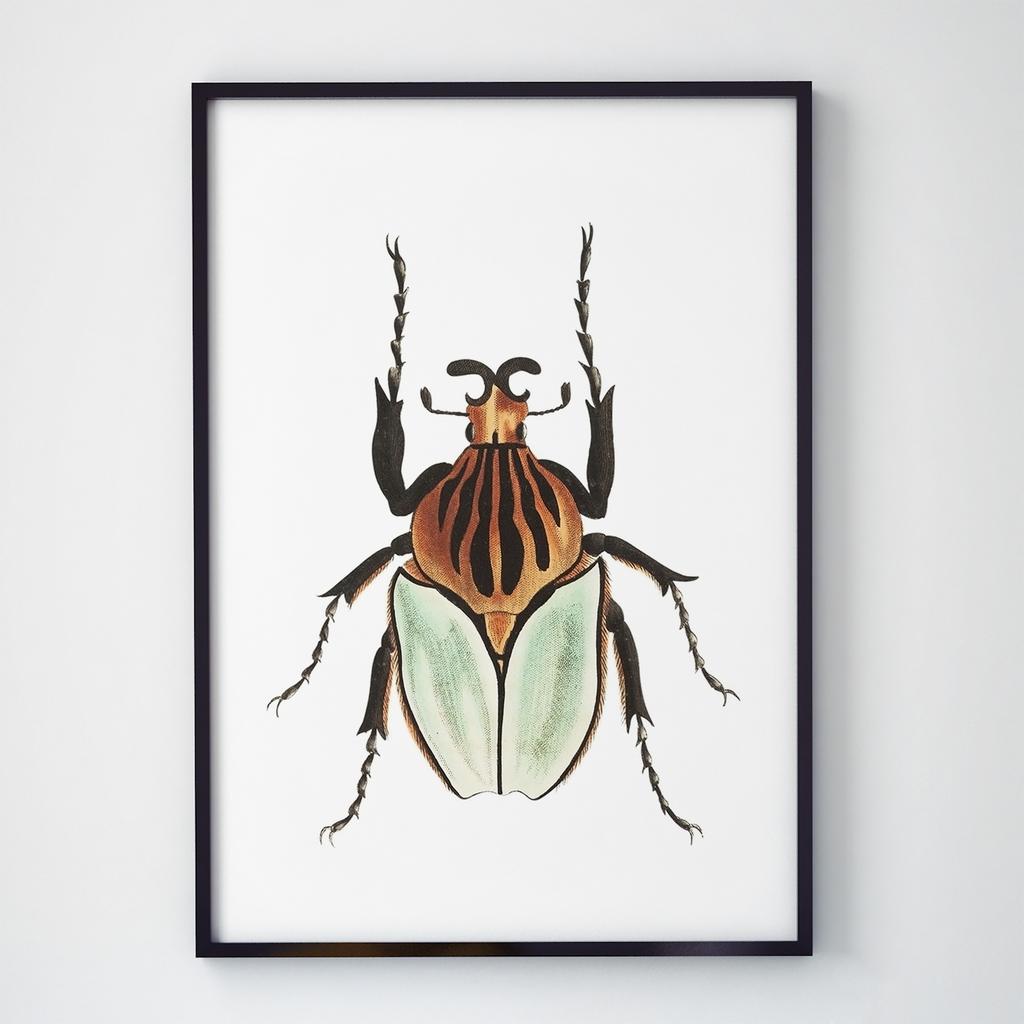 Постер Метелики та Комахи BB1003