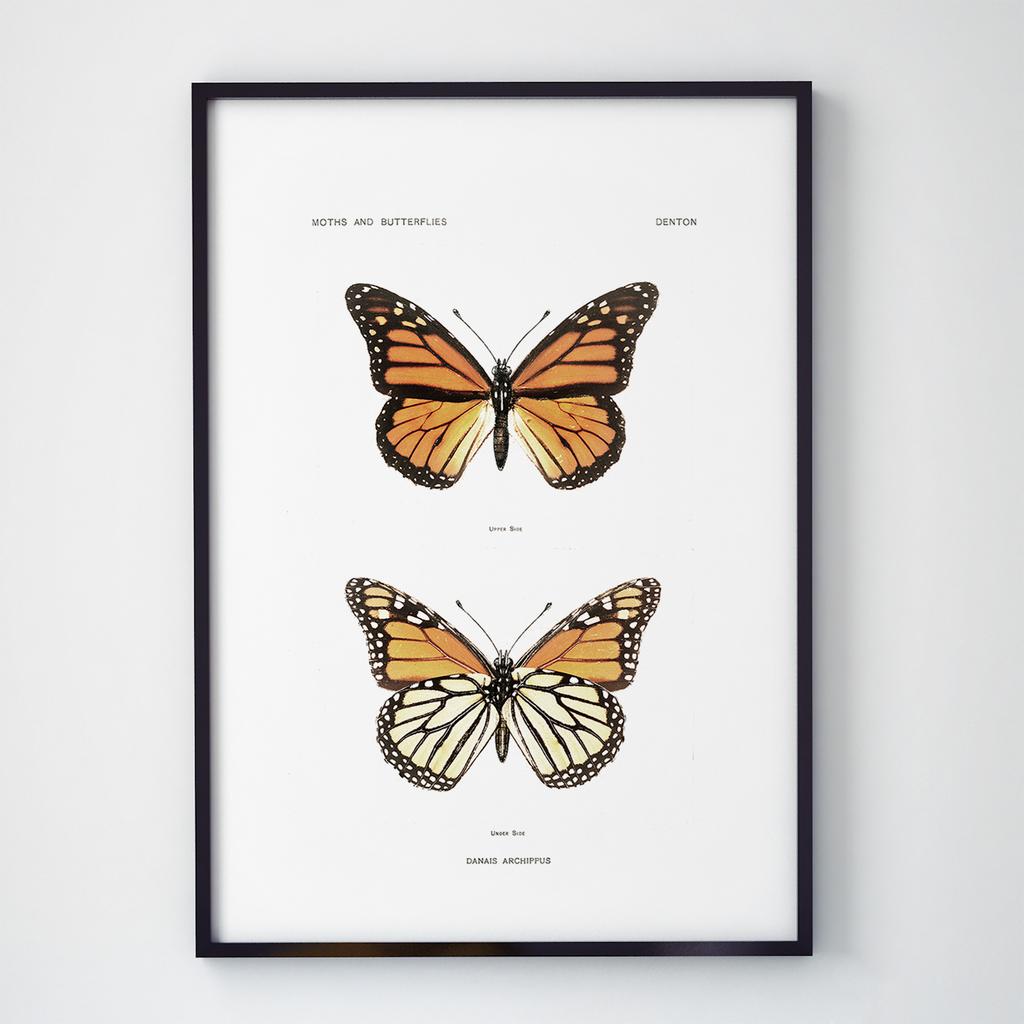 Постер Метелики та Комахи BB1005