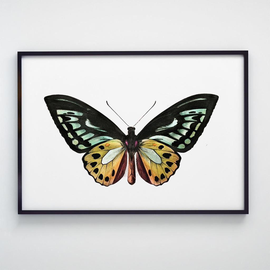 Постер Метелики та Комахи BB1006