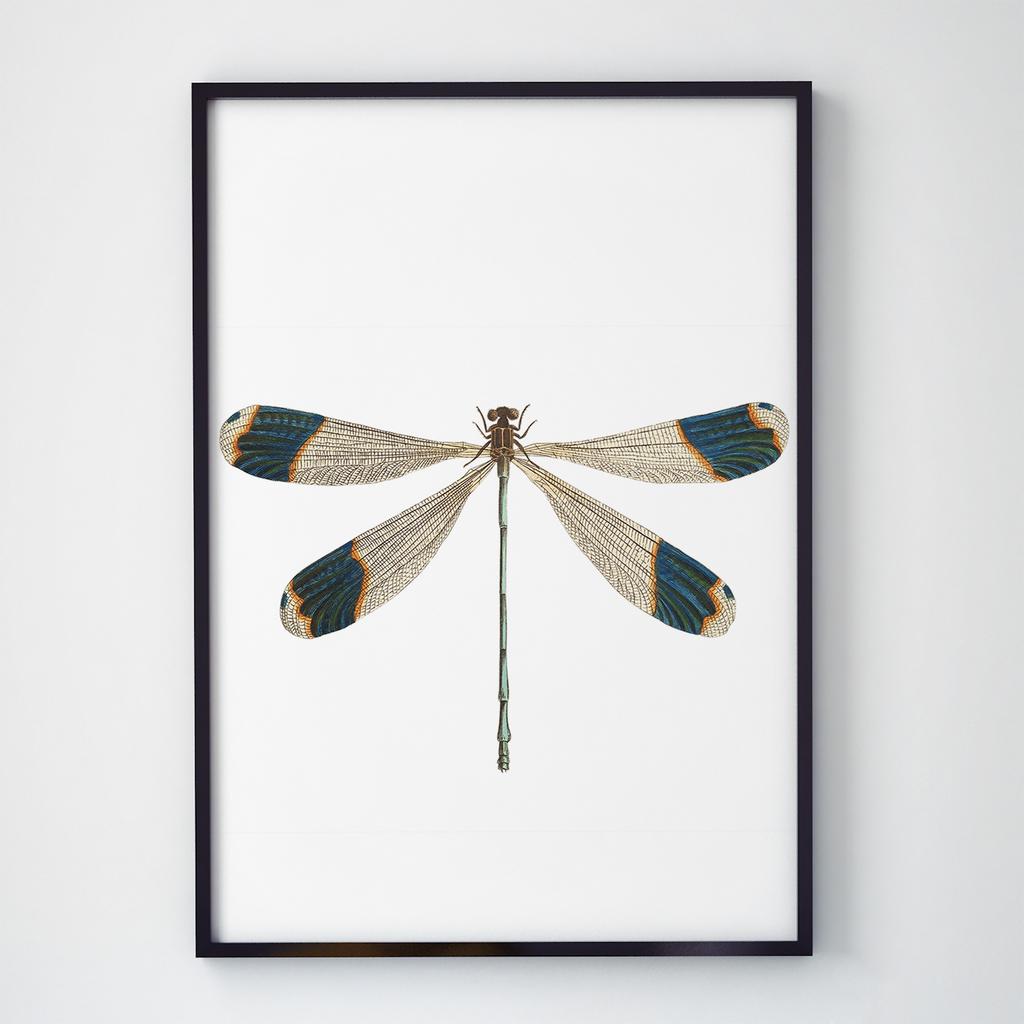 Постер Метелики та Комахи BB1007