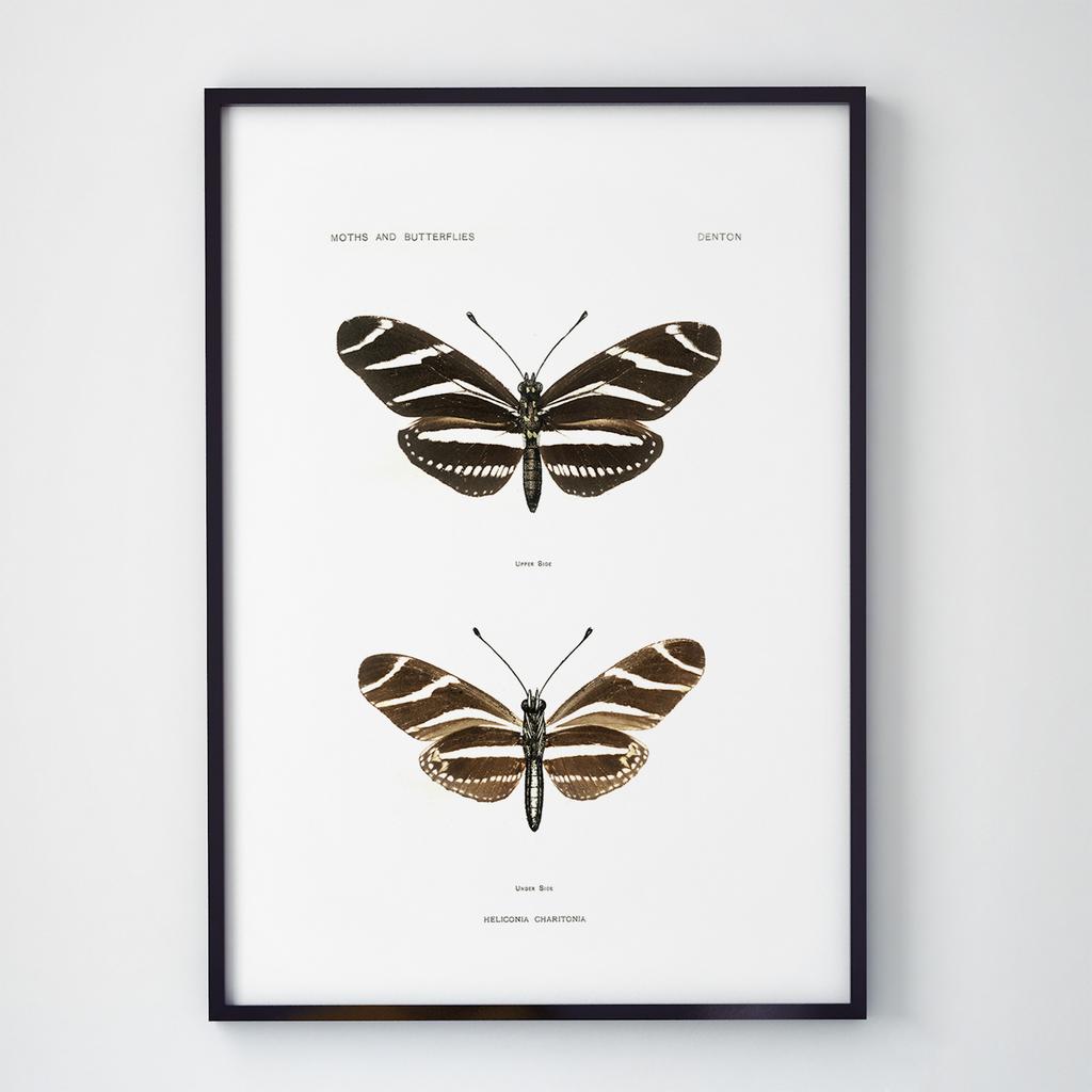 Постер Метелики та Комахи BB1009