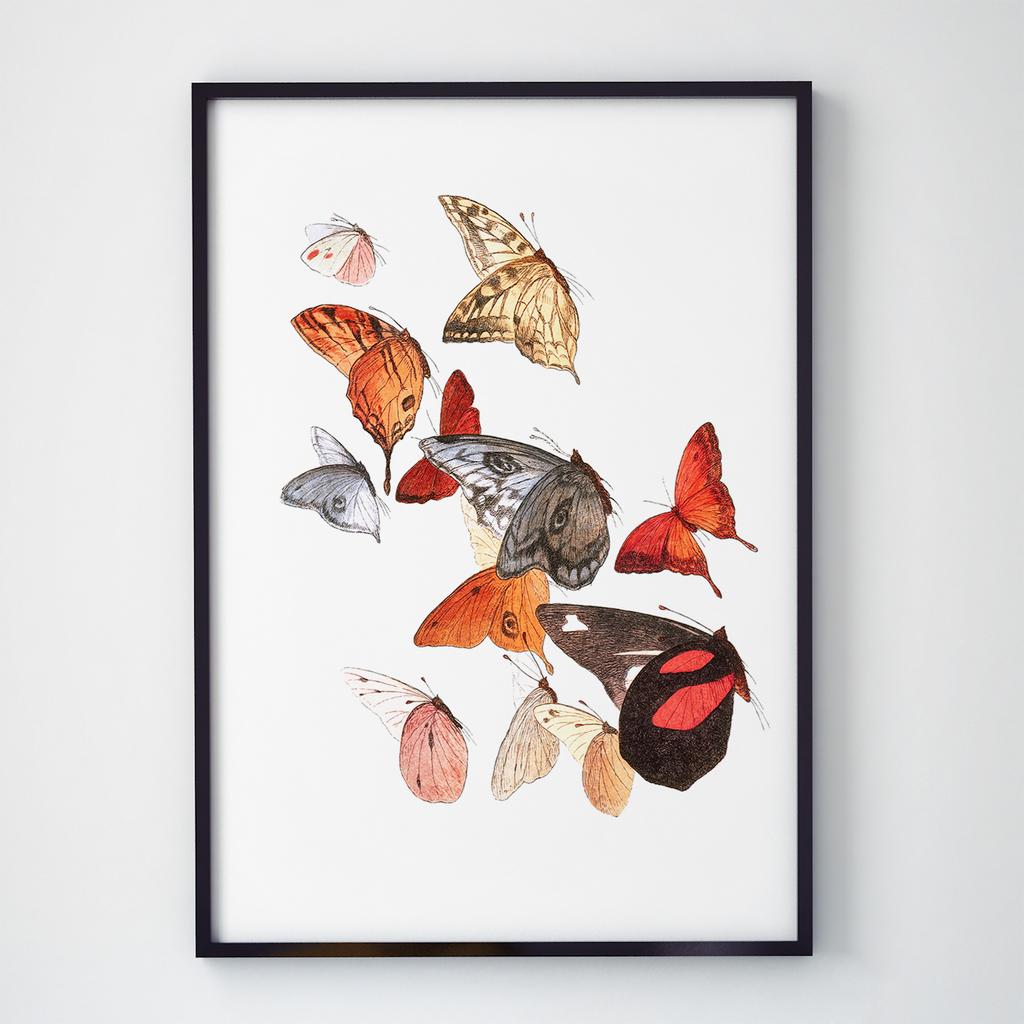 Постер Метелики та Комахи BB1010