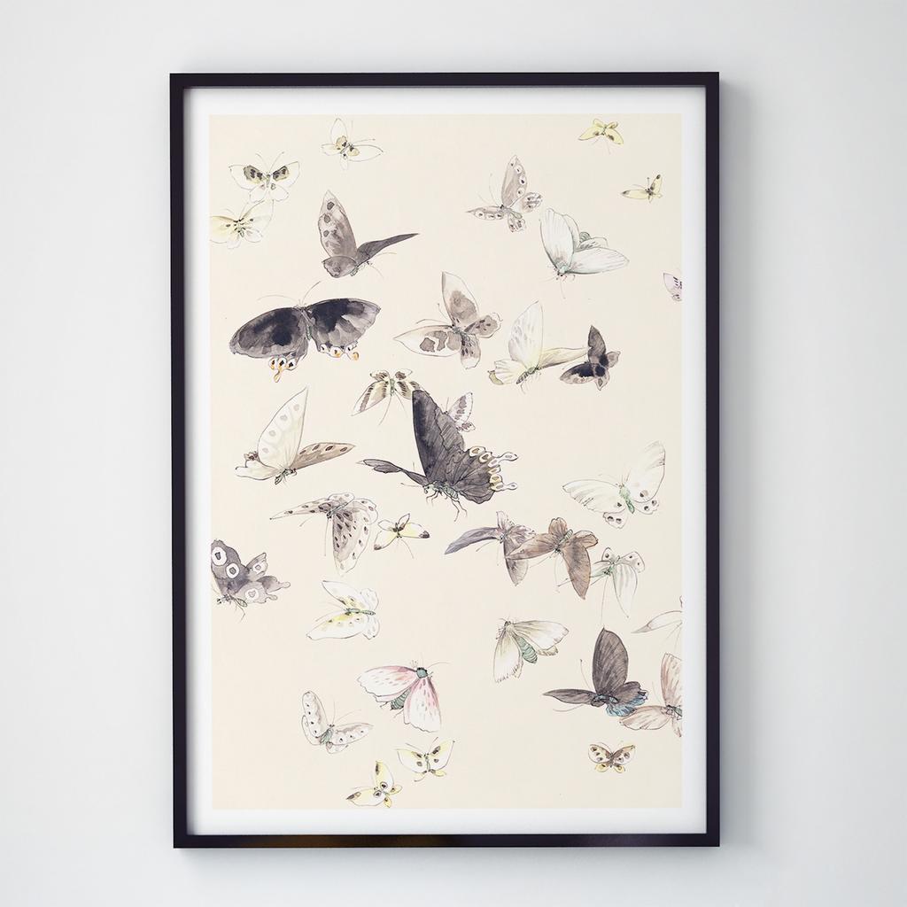 Постер Метелики та Комахи BB1011