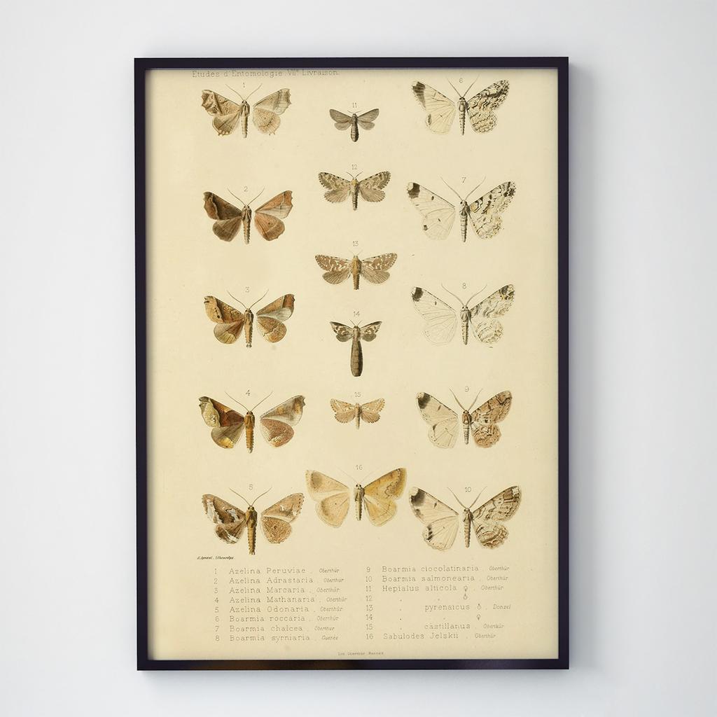 Постер Метелики та Комахи BB1013