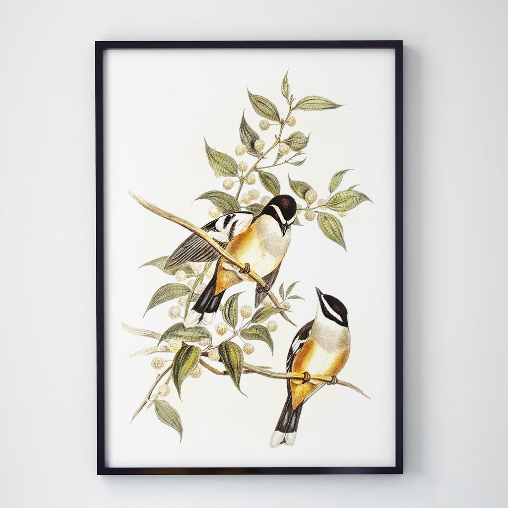 Постер на стіну з Птахами B003