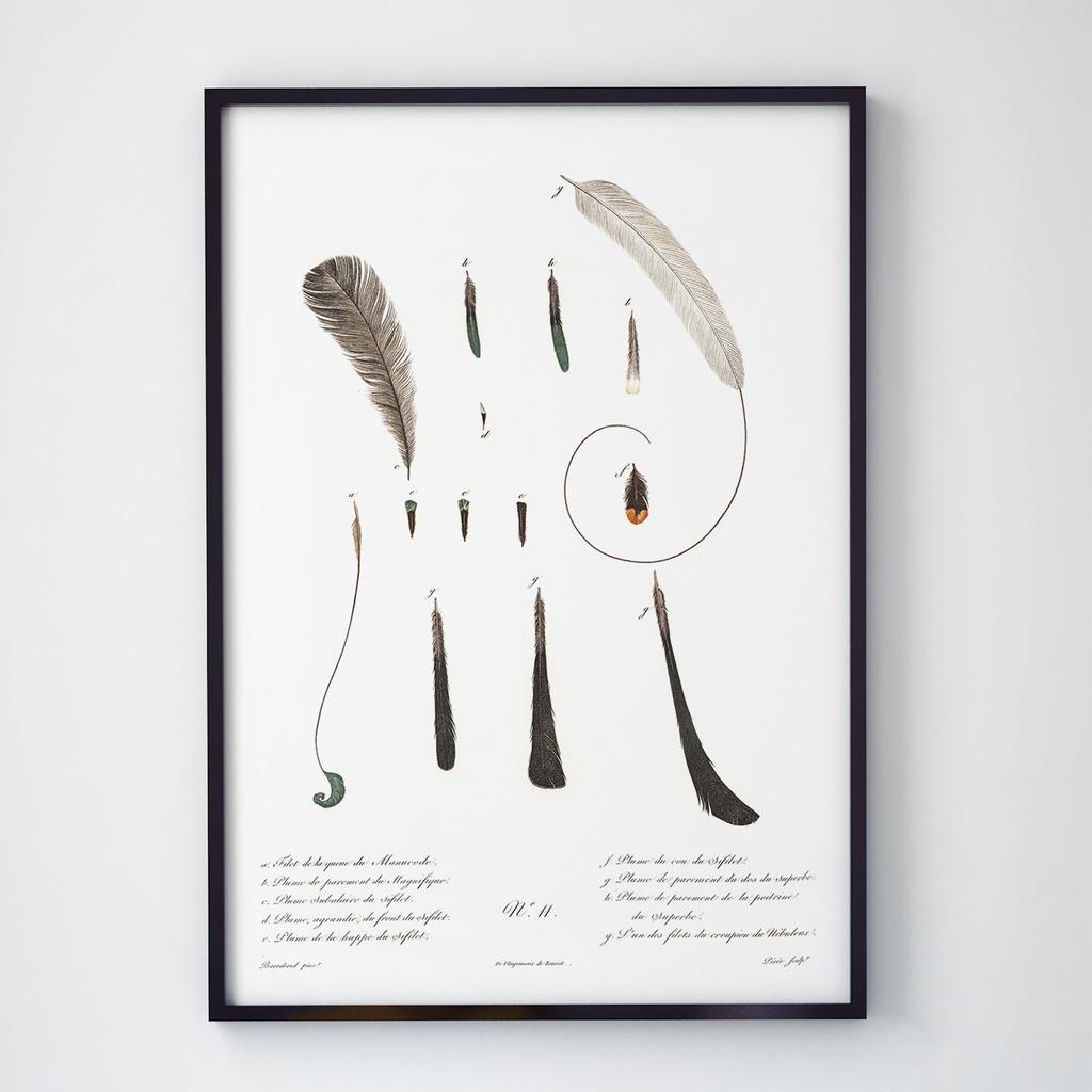 Постер на стіну з Птахами B007