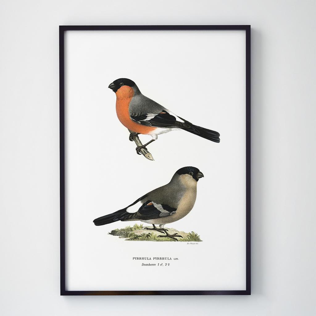 Постер на стіну з Птахами B009