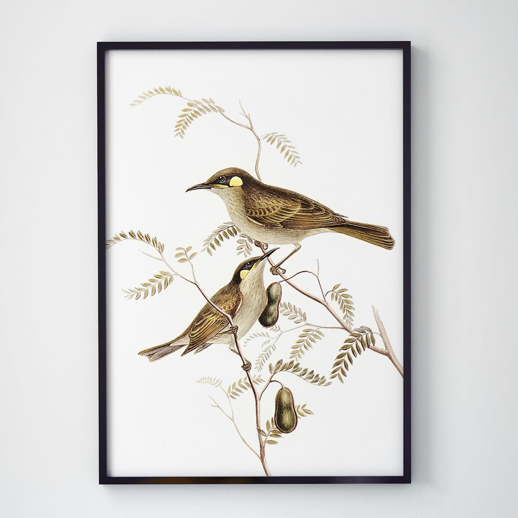 Постер на стіну з Птахами B010