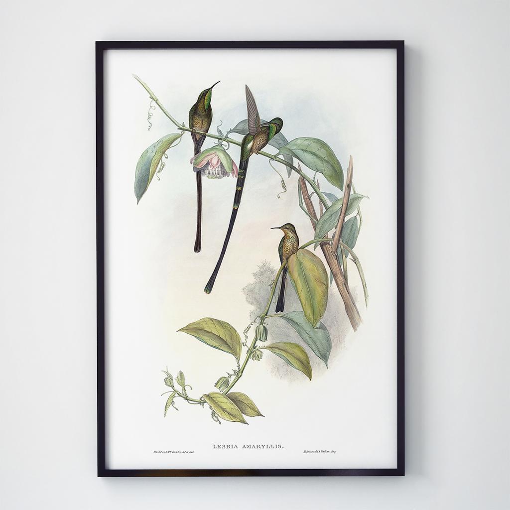 Постер на стіну з Птахами B017