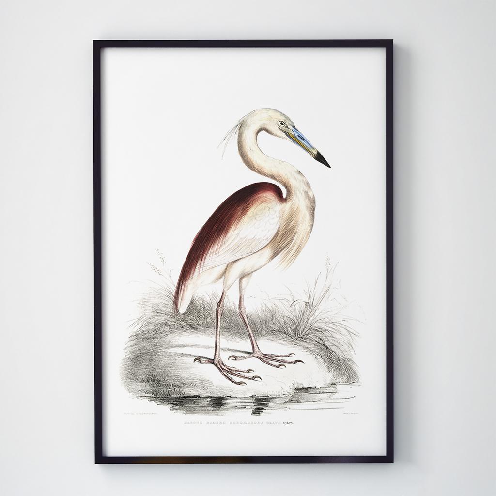 Постер на стіну з Птахами B029