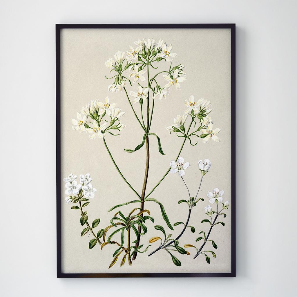 Постер Ботаніка MR1003