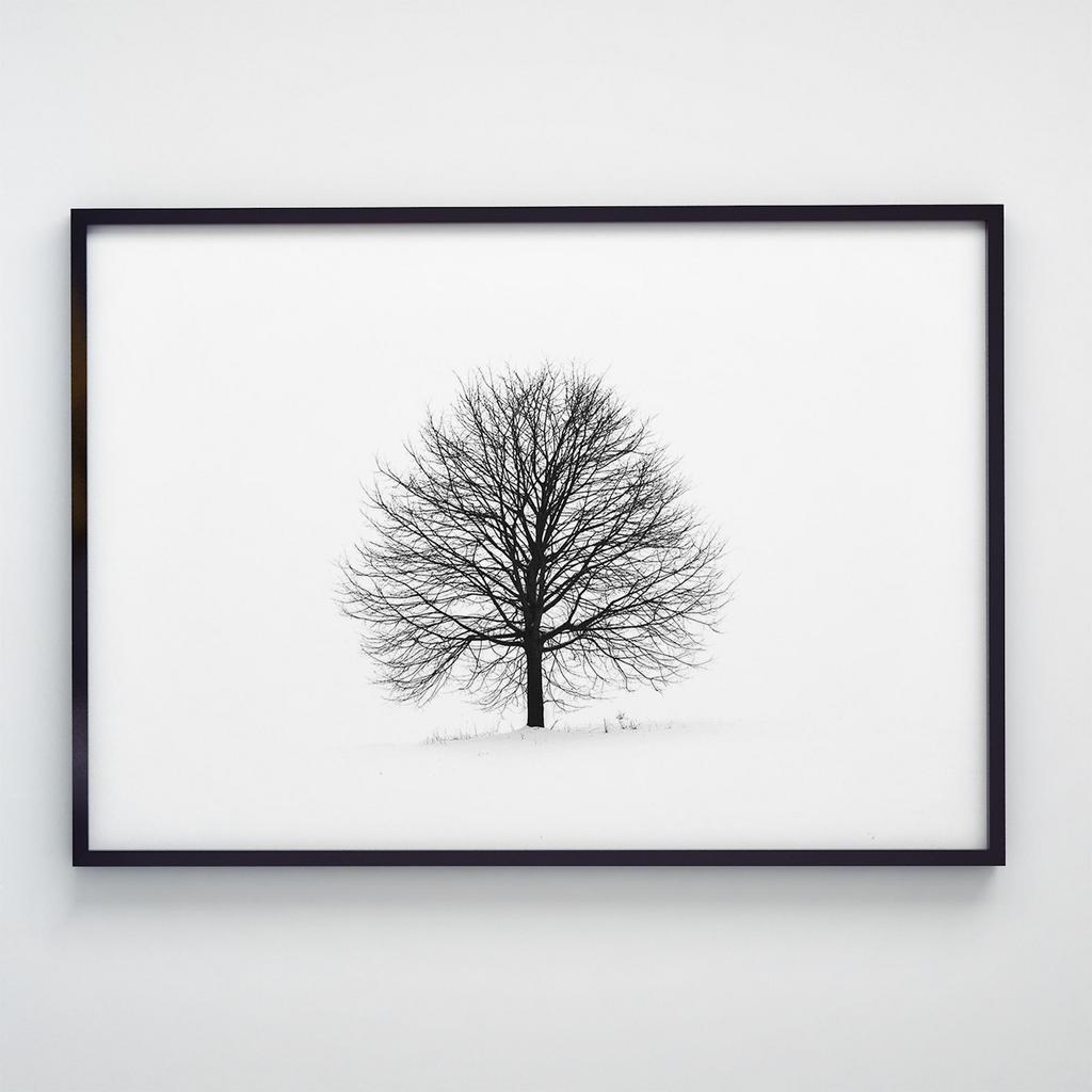 Постер Рослини Дерево T001