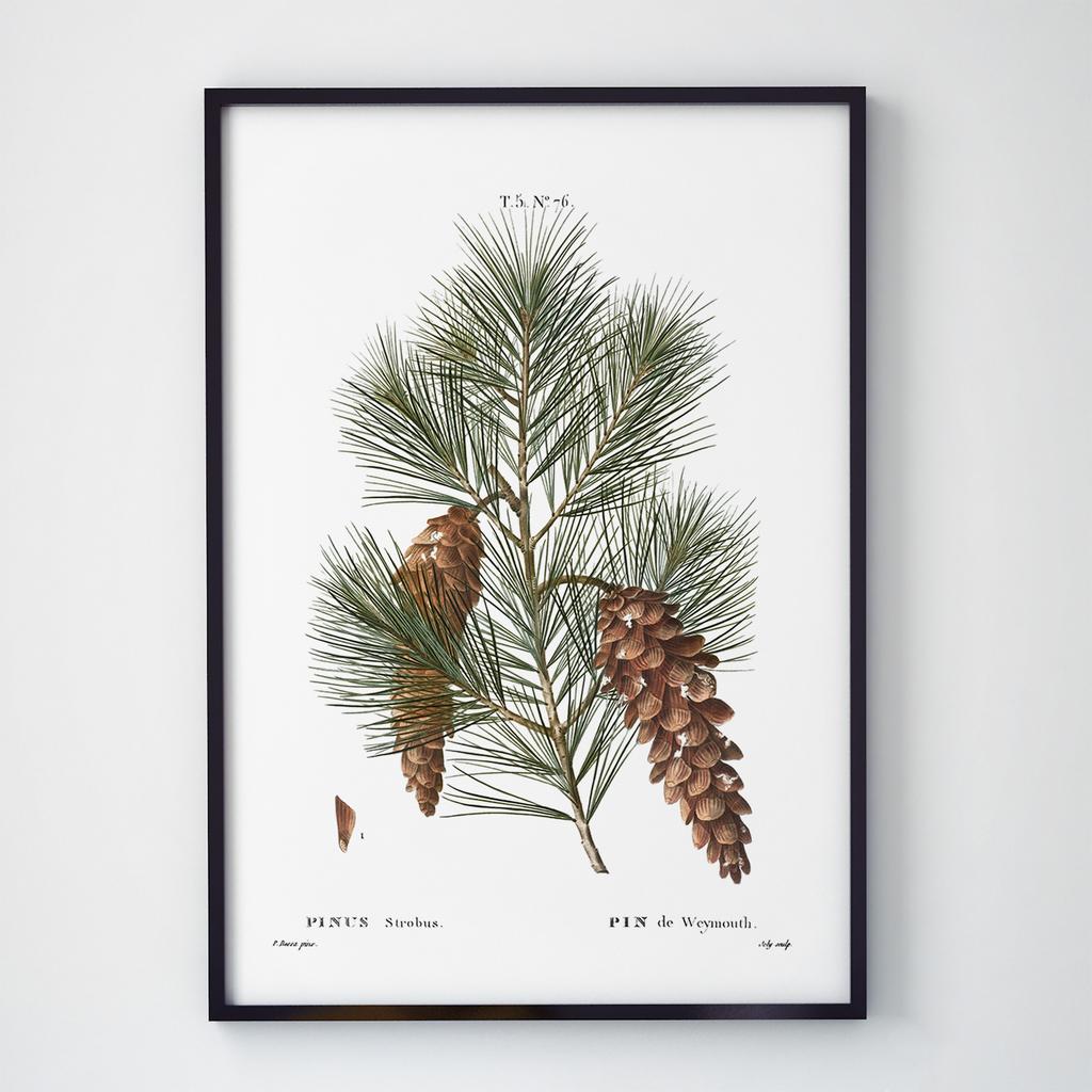 Постер Рослини T004