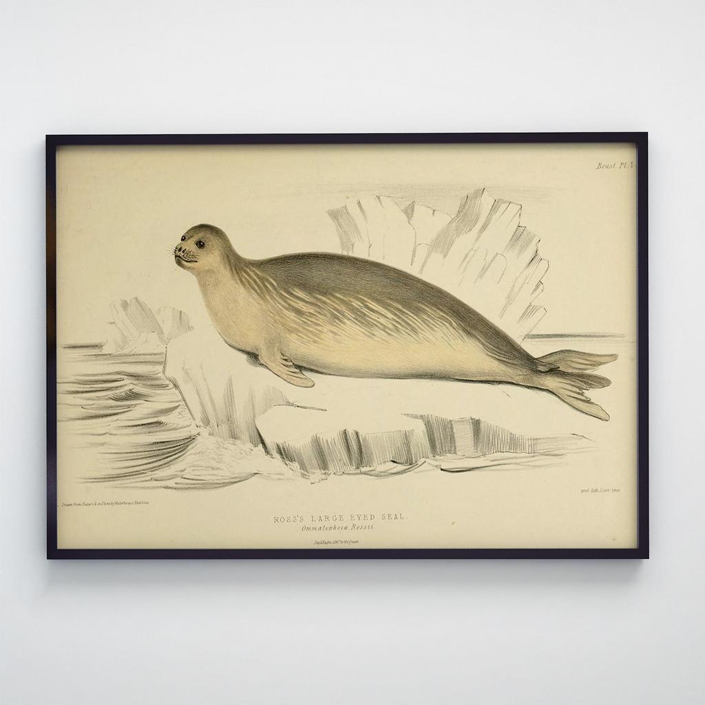 Постер з тваринами Тюлень A001