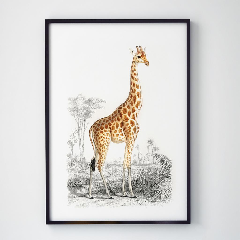 Постер з тваринами Жирафа A002