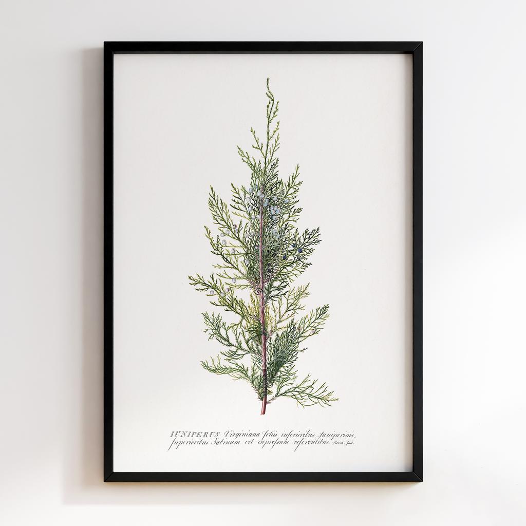 Постер Ботаніка BQ01