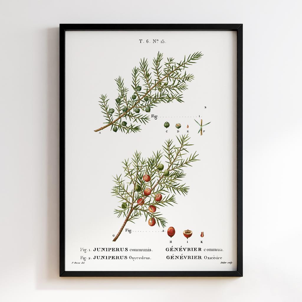 Постер Ботаніка BQ02