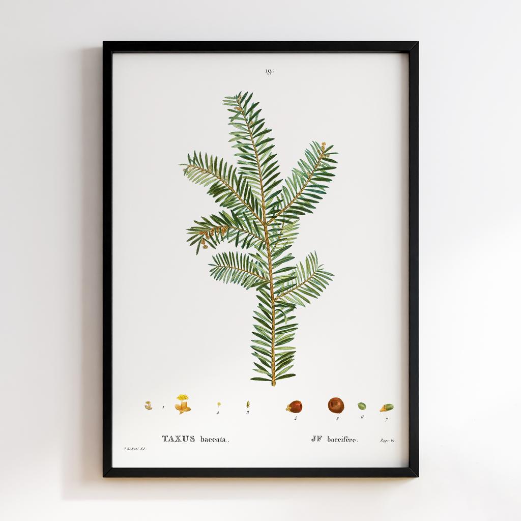 Постер Ботаніка BQ03