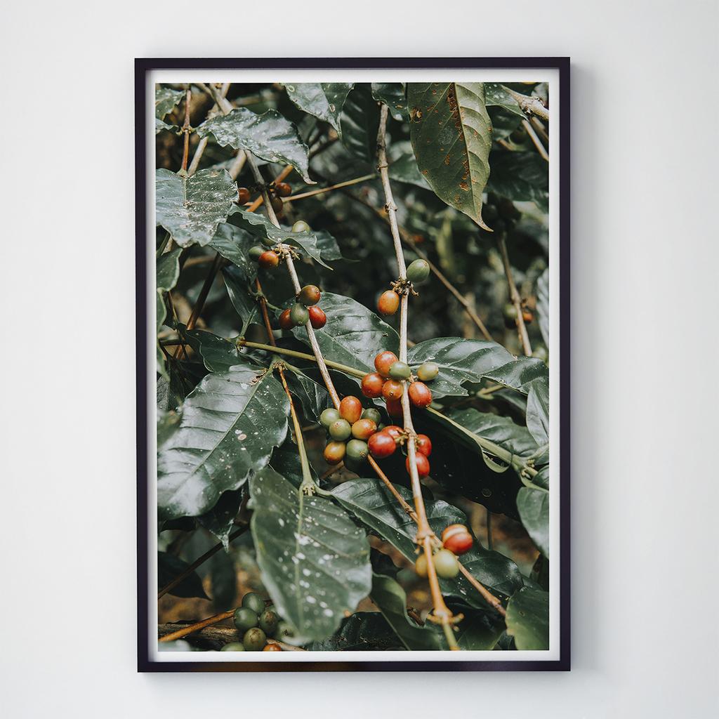 Постер Кава (Coffee) CF12