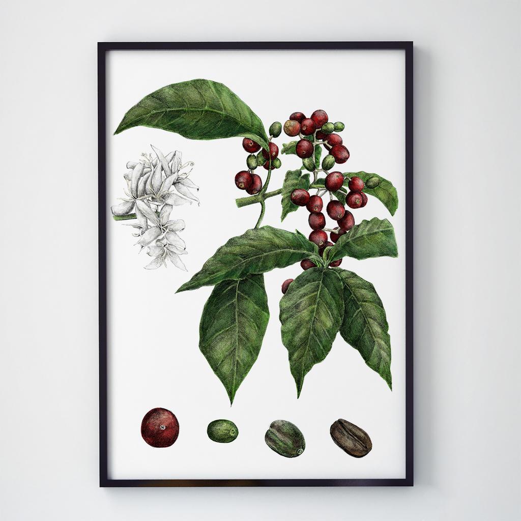 Постер Кава (Coffee) CF26