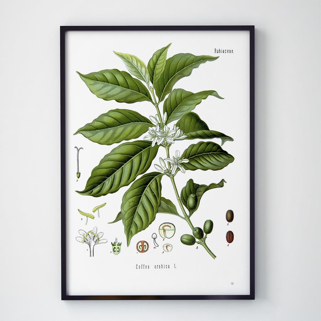 Постер Кава (Coffee) CF27