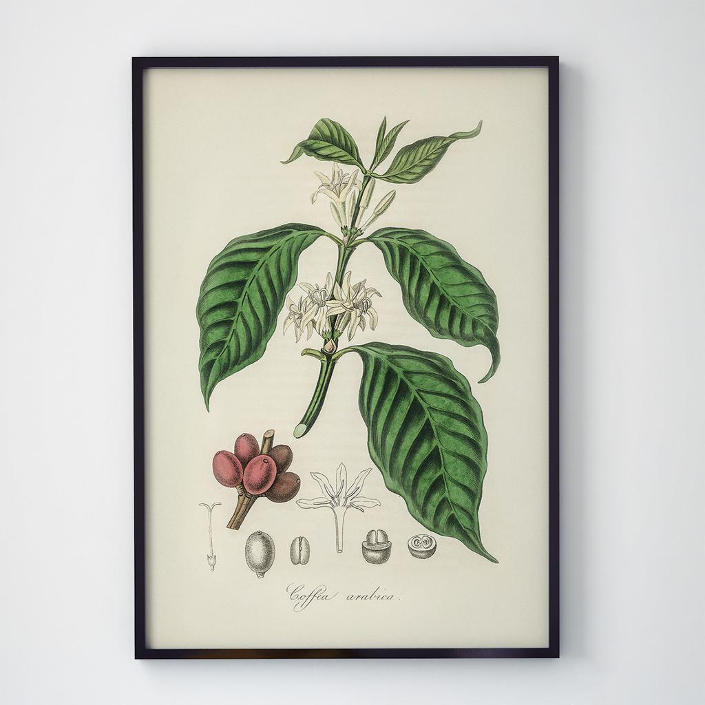 Постер Кава (Coffee) CF28