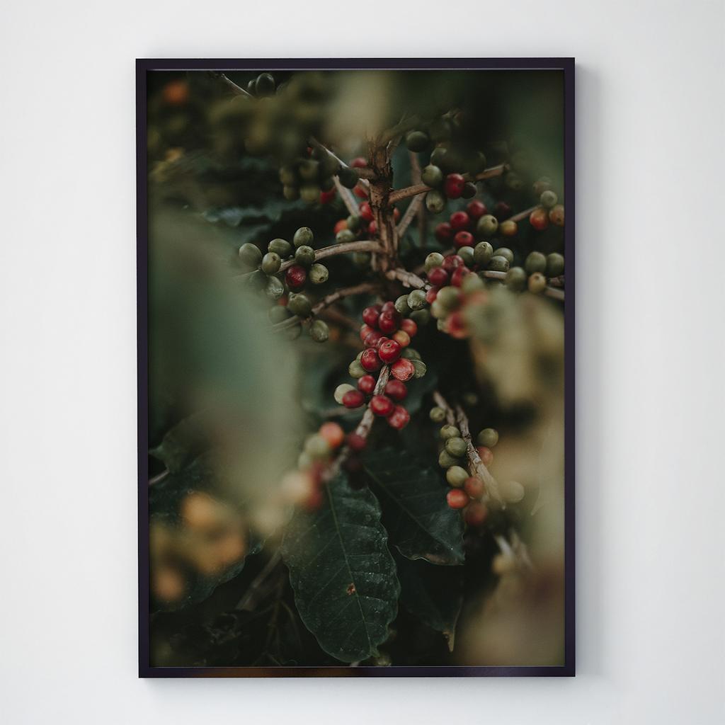 Постер Кава (Coffee) CF43