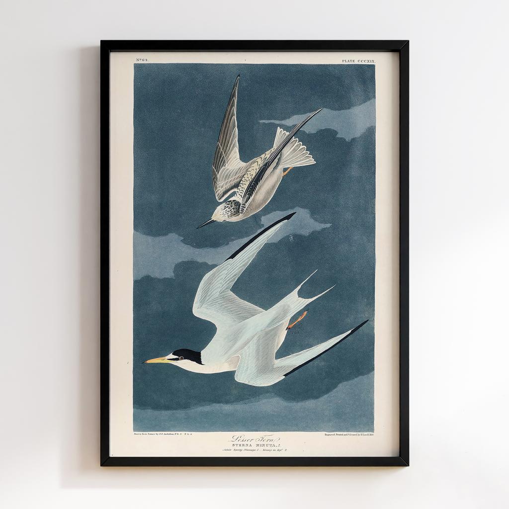 Постер Джон Джеймс Одюбон (John James Audubon) JJ02