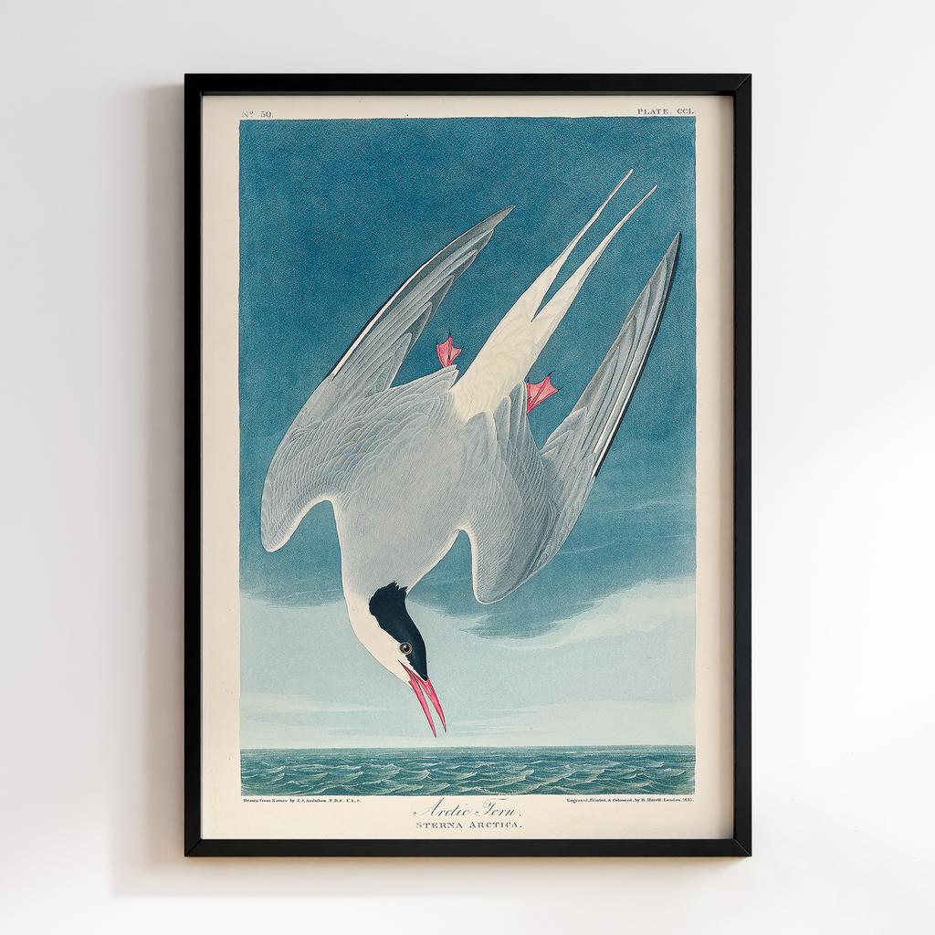 Постер Джон Джеймс Одюбон (John James Audubon) JJ03