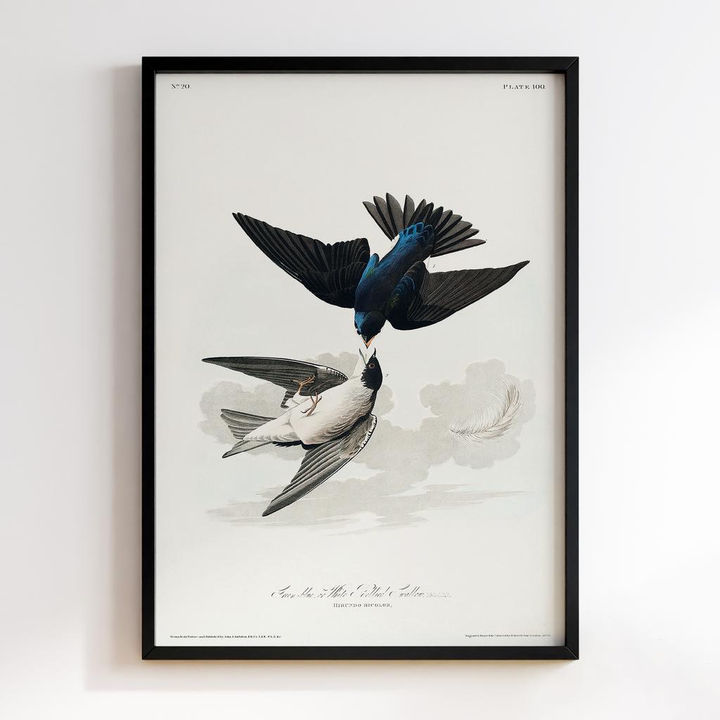 Постер Джон Джеймс Одюбон (John James Audubon) JJ04