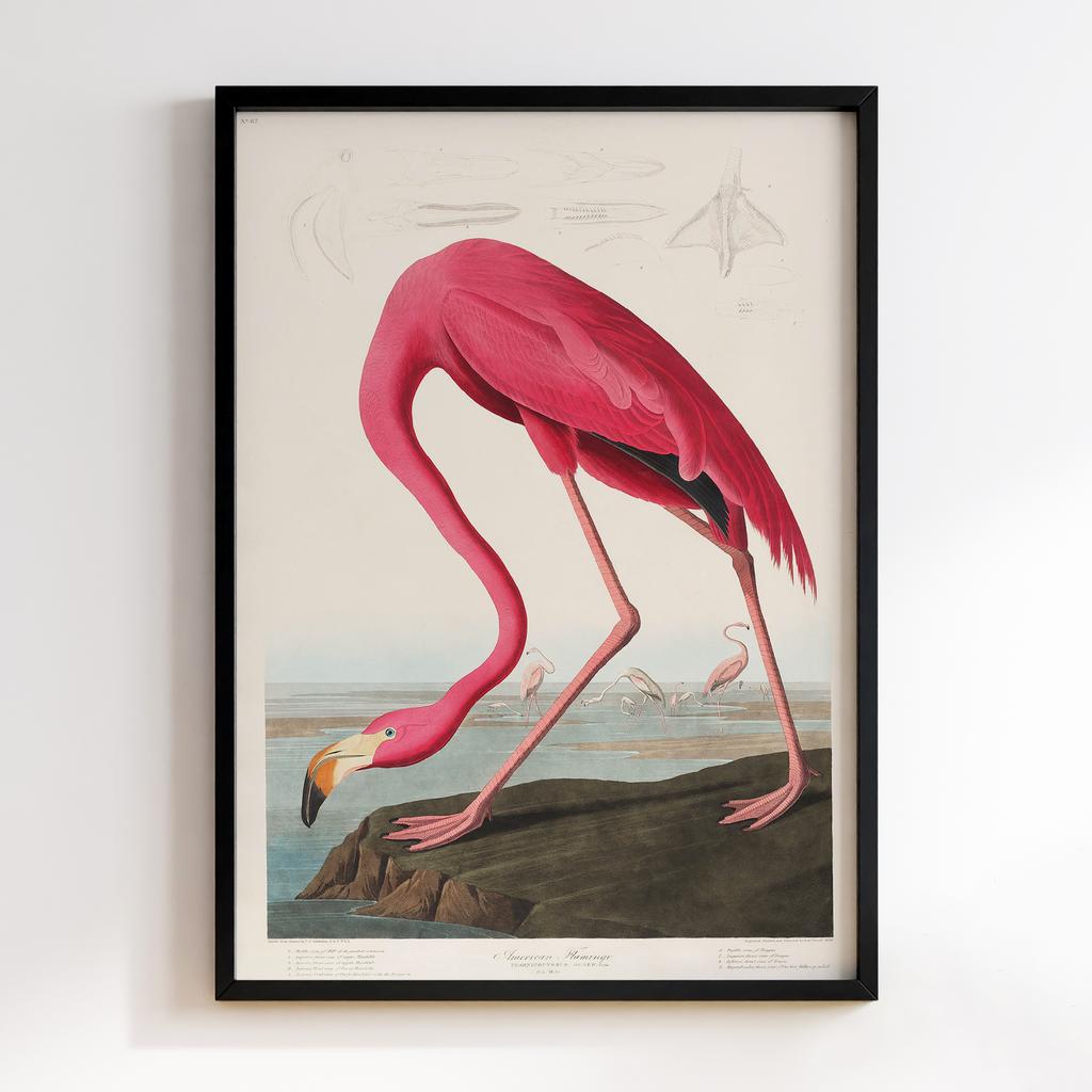 Постер Джон Джеймс Одюбон (John James Audubon) JJ05