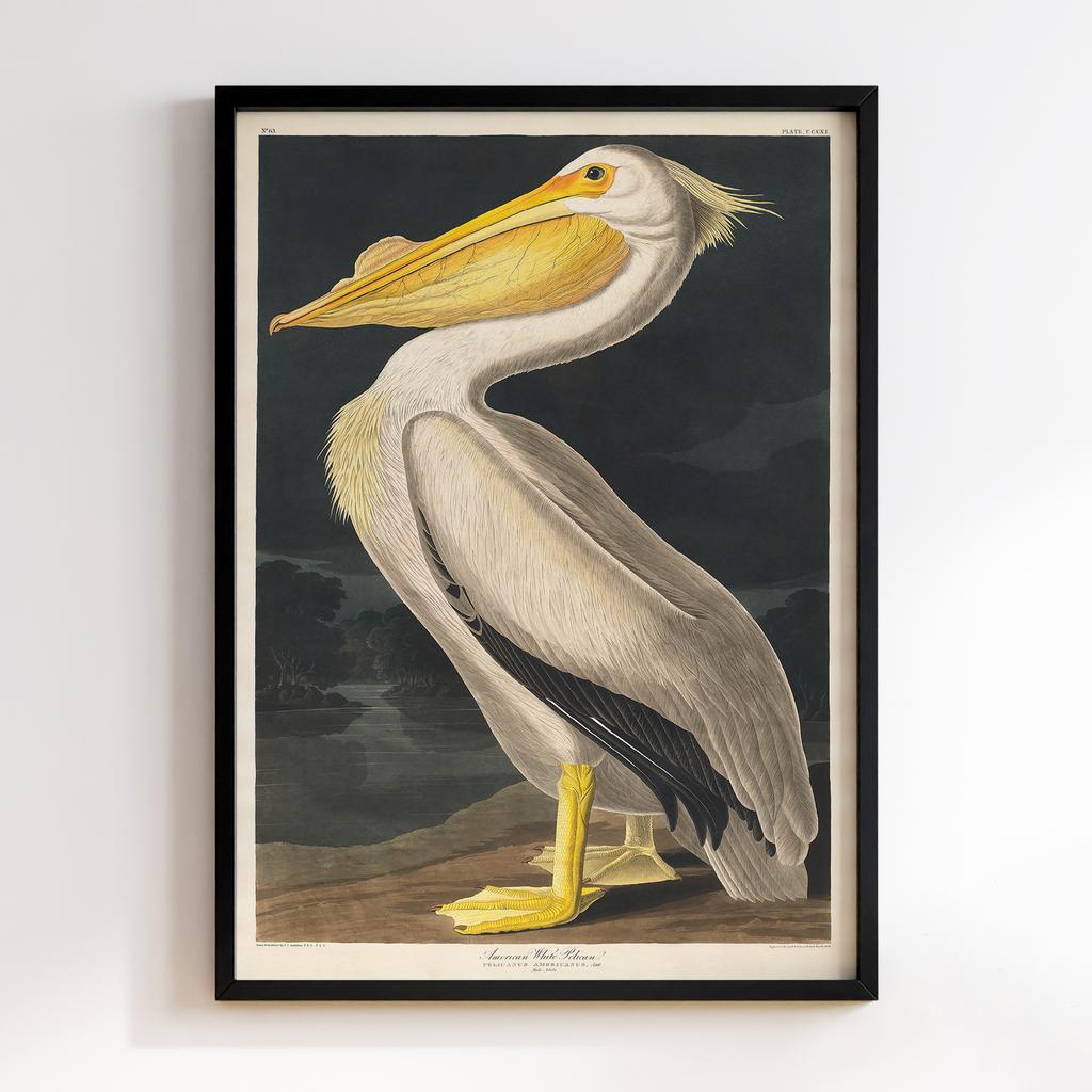 Постер Джон Джеймс Одюбон (John James Audubon) JJ06