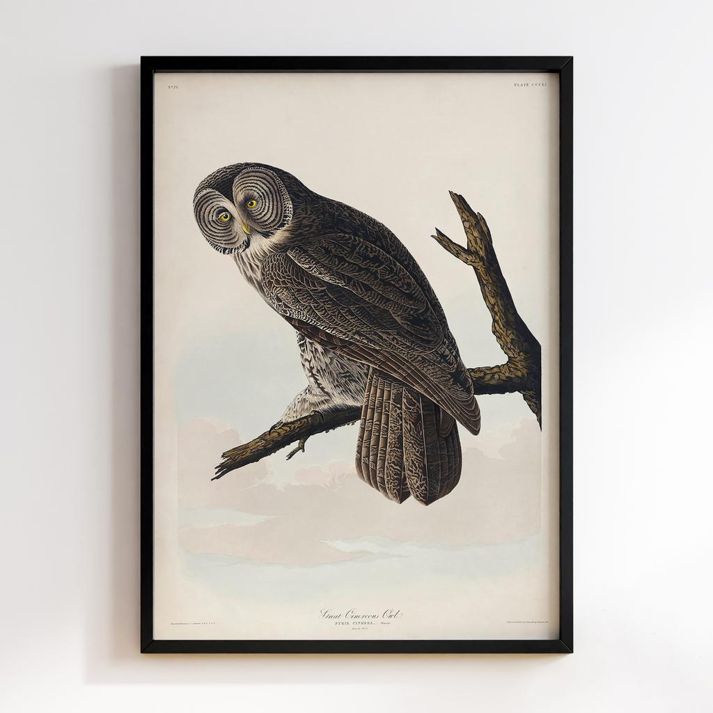 Постер Джон Джеймс Одюбон (John James Audubon) JJ08