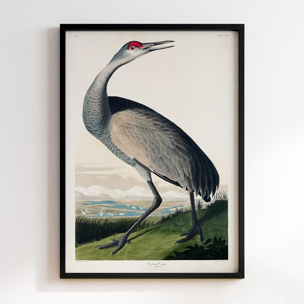 Постер Джон Джеймс Одюбон (John James Audubon) JJ09