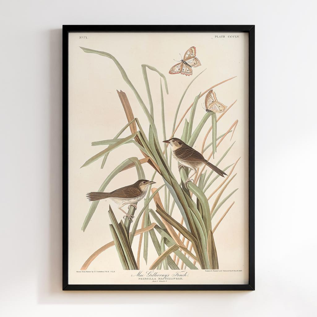 Постер Джон Джеймс Одюбон (John James Audubon) JJ11