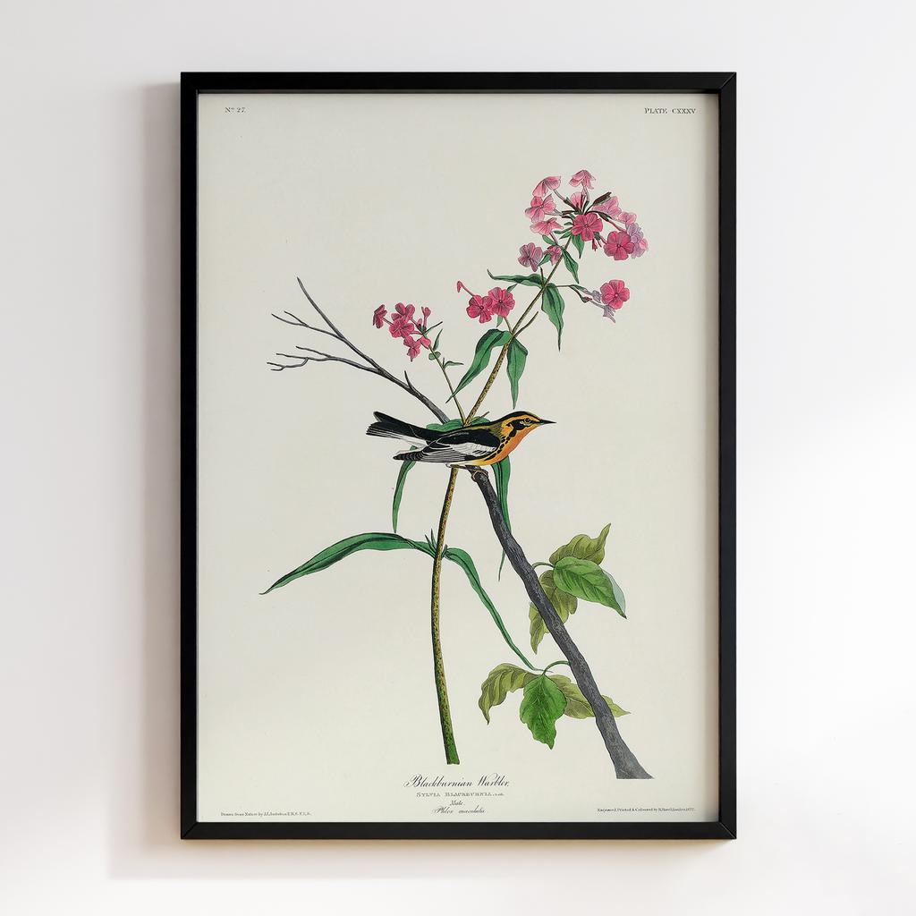 Постер Джон Джеймс Одюбон (John James Audubon) JJ12