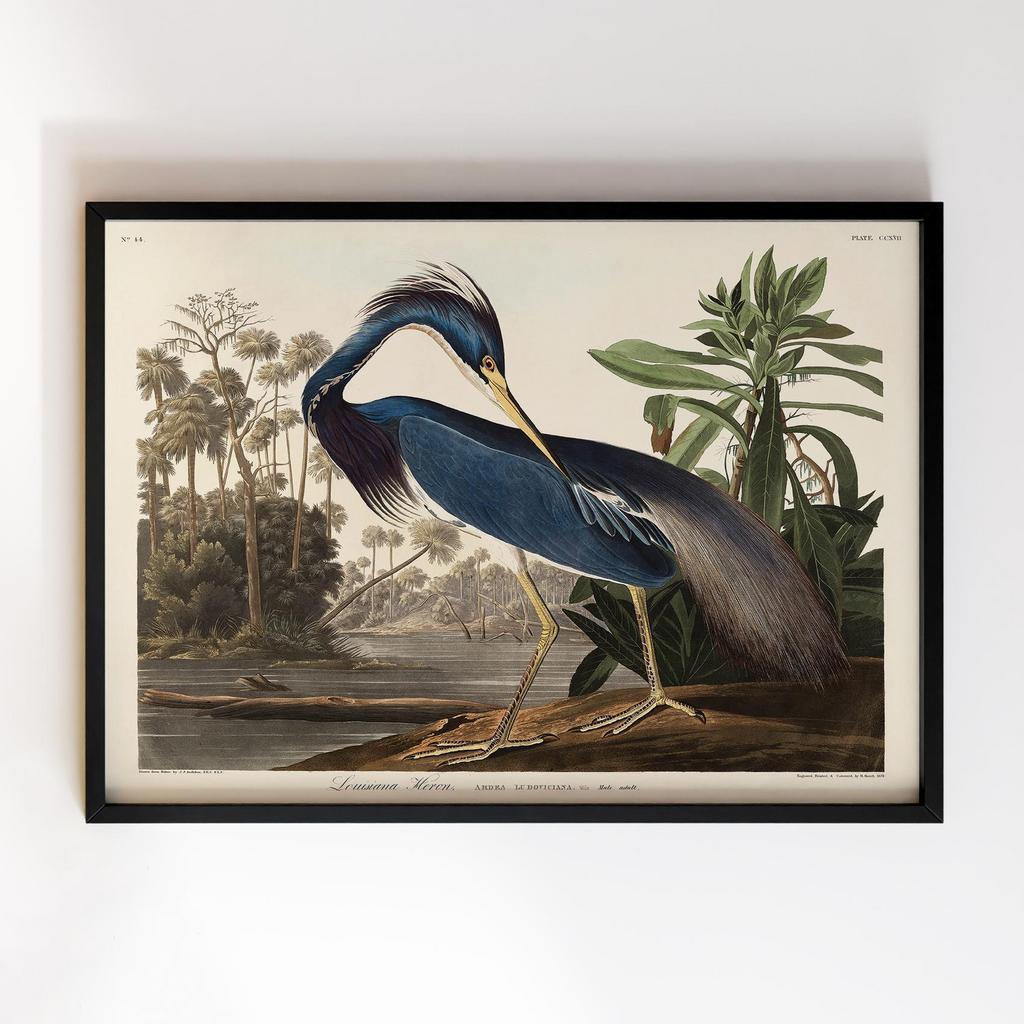 Постер Джон Джеймс Одюбон (John James Audubon) JJ13