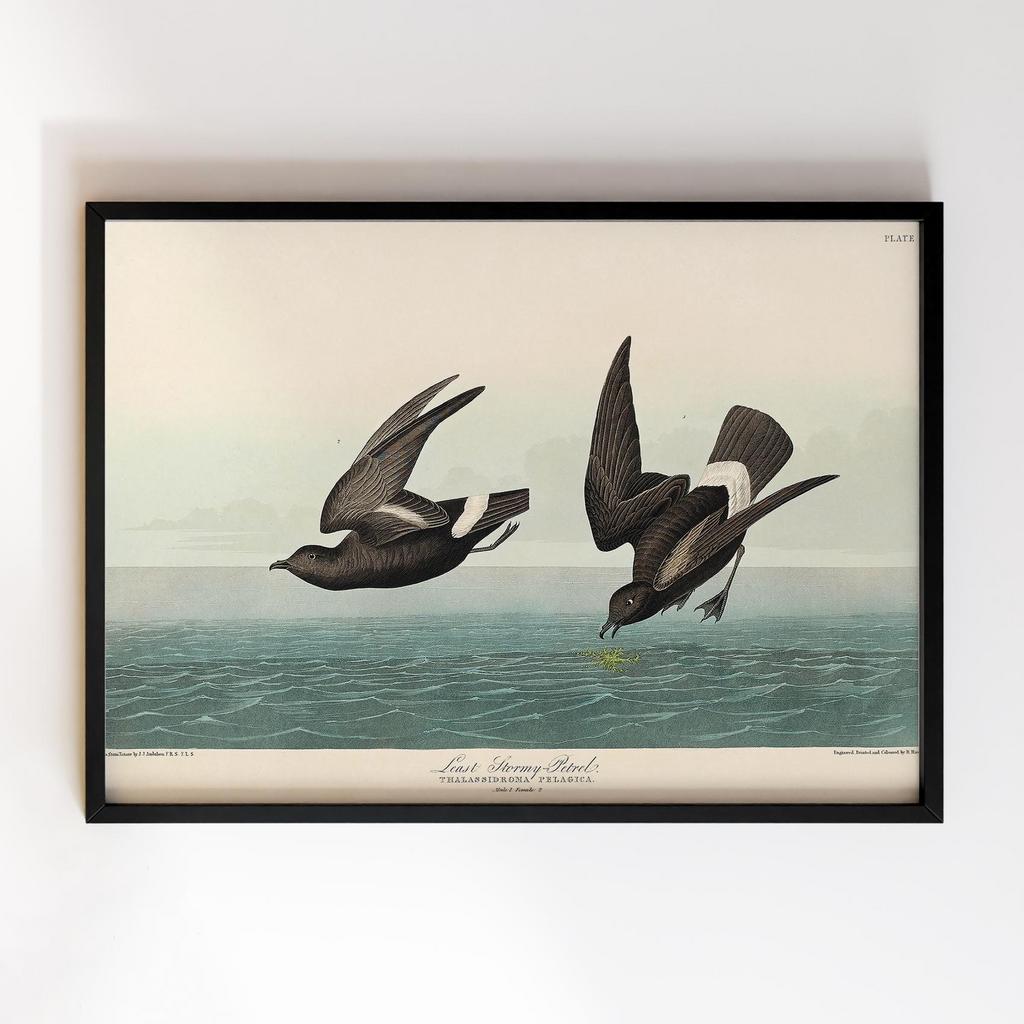 Постер Джон Джеймс Одюбон (John James Audubon) JJ14