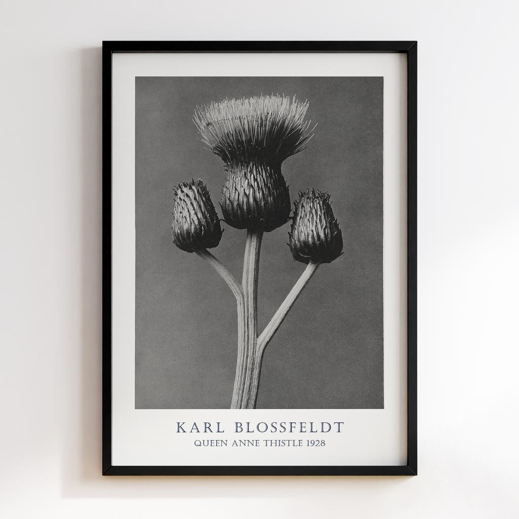 Постер Карл Блоссфельдт (Karl Blossfeldt) KB02