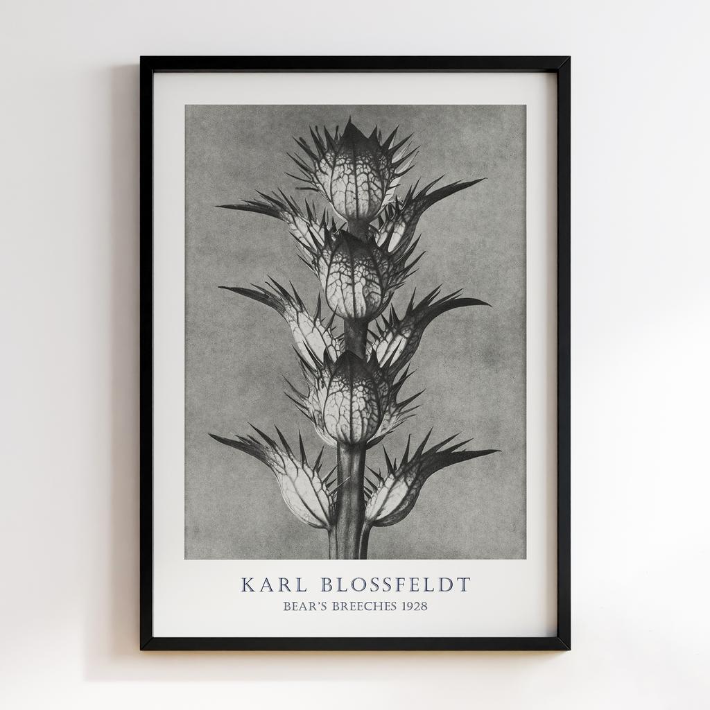 Постер Карл Блоссфельдт (Karl Blossfeldt) KB03