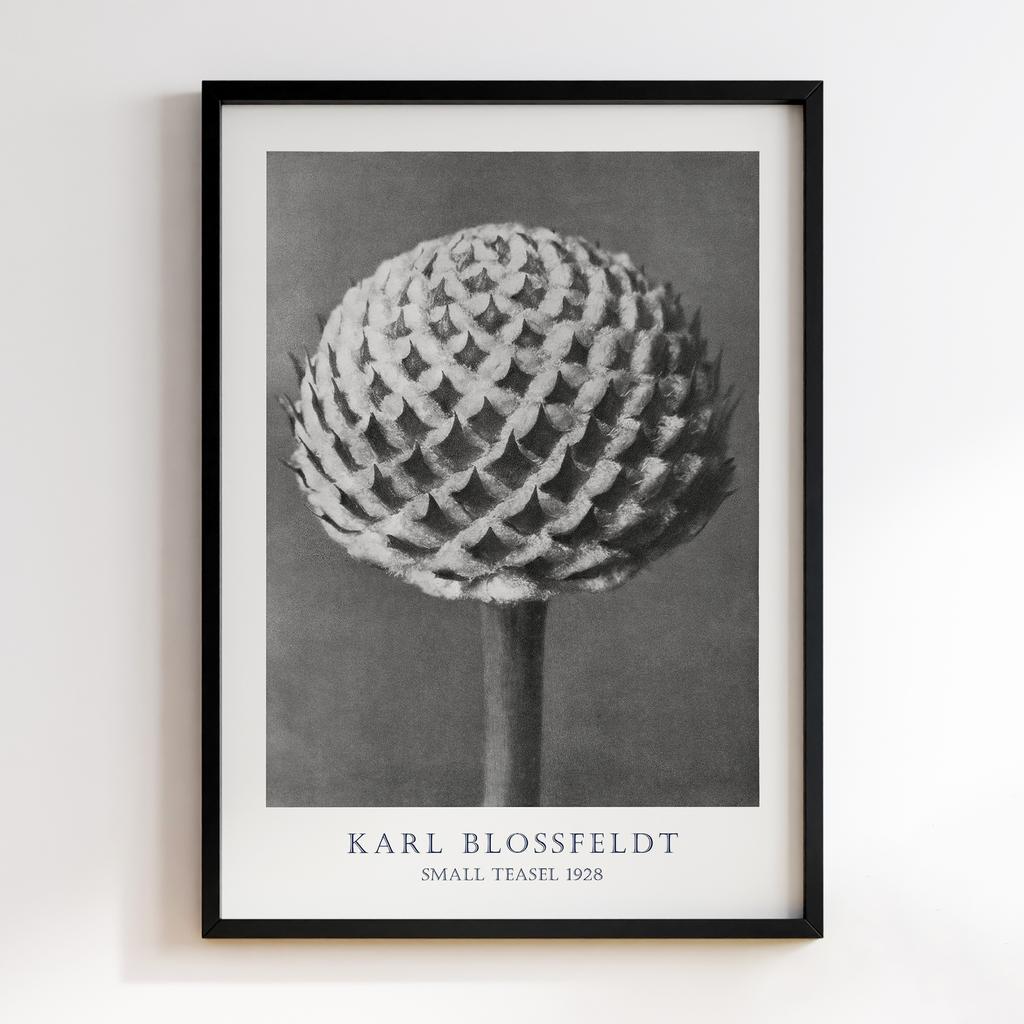 Постер Карл Блоссфельдт (Karl Blossfeldt) KB04