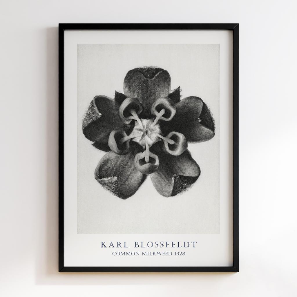 Постер Карл Блоссфельдт (Karl Blossfeldt) KB05