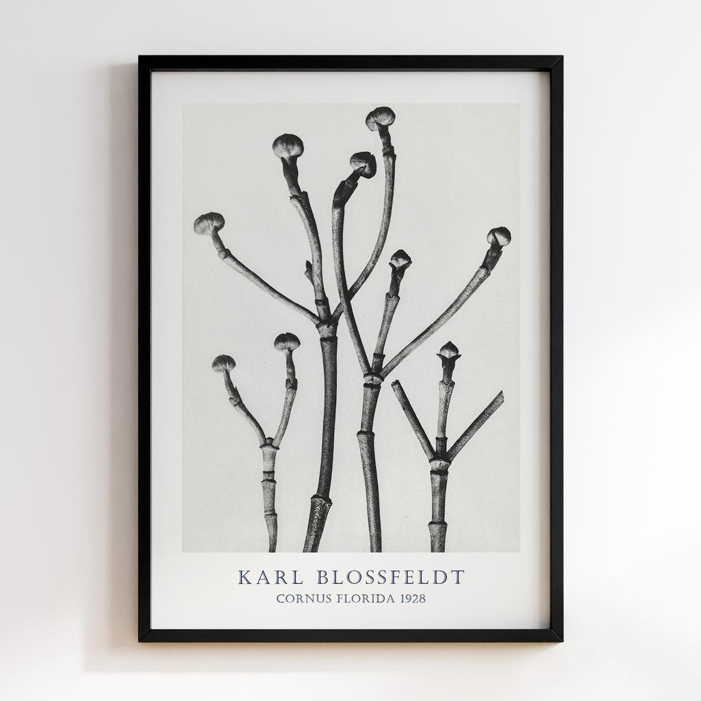Постер Карл Блоссфельдт (Karl Blossfeldt) KB06
