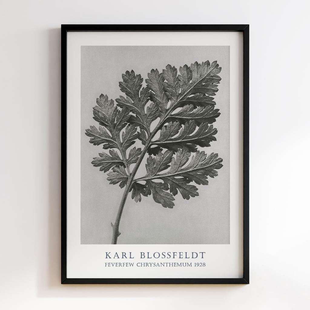 Постер Карл Блоссфельдт (Karl Blossfeldt) KB07